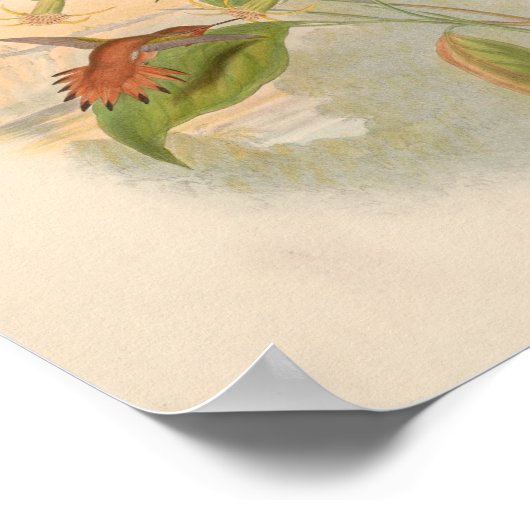 Poster Oiseaux d'art vintages Fleurs d'impression (Coin)