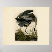 Poster Oiseaux d'Audubon Great Blue Heron (Devant)