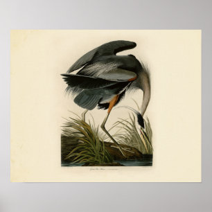 Poster Oiseaux d'Audubon Great Blue Heron