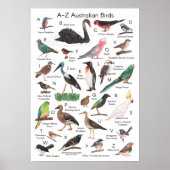 Poster Oiseaux d'Australie (Devant)
