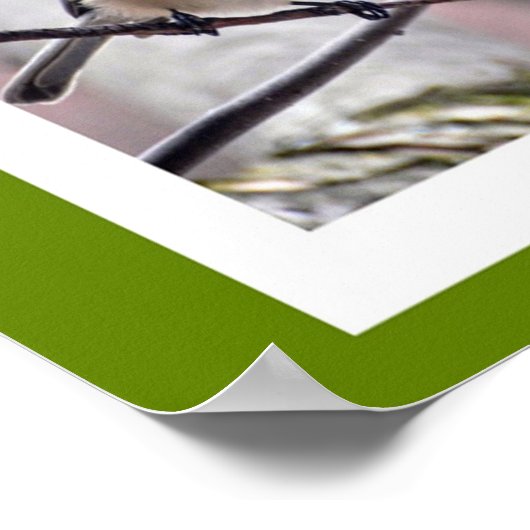 Poster Oiseaux de Boston (Coin)