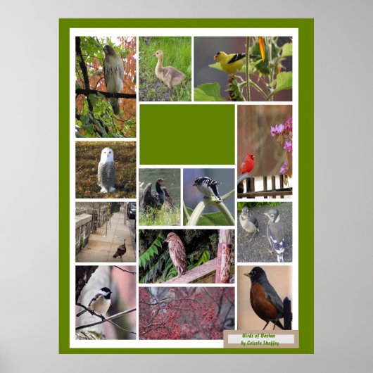 Poster Oiseaux de Boston (Devant)