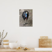 Poster Oiseaux De Cassowary D'Australie (Cuisine)