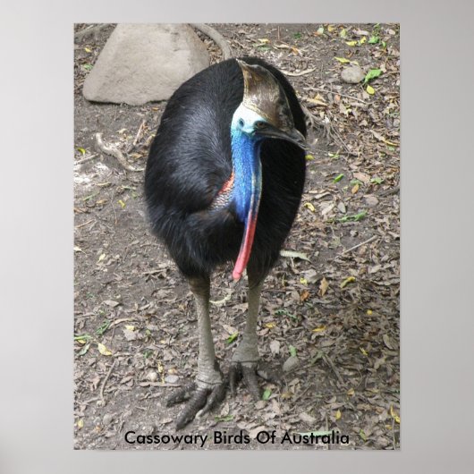 Poster Oiseaux De Cassowary D'Australie (Devant)