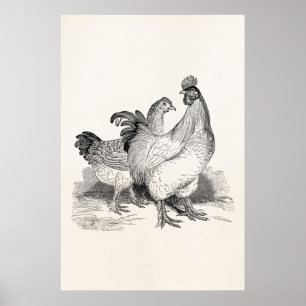 Poster Oiseaux de Cochin de coq de poulet personnalisés