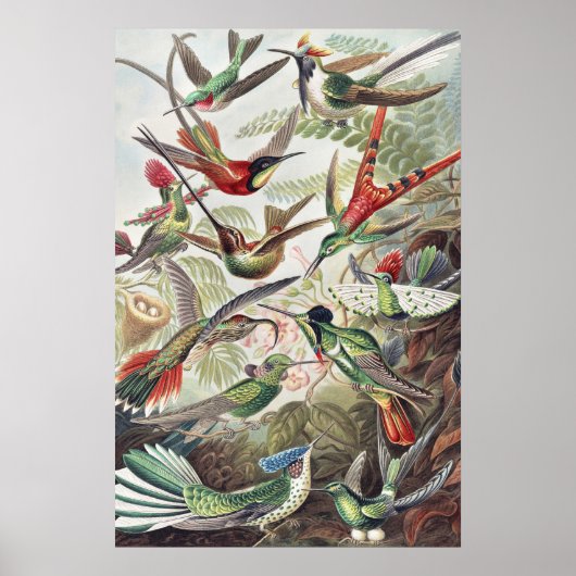 Poster Oiseaux de colibri Faune Peinture classique (Devant)