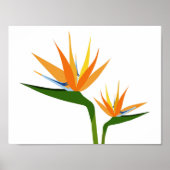 POSTER OISEAUX DE FLEURS DE PARADIS (Devant)