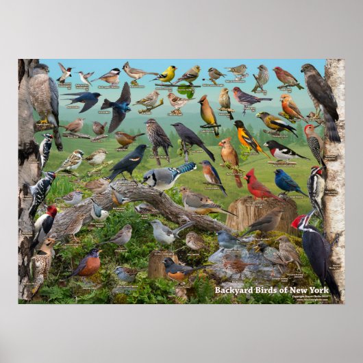 Poster Oiseaux de jardin de l'État de New York (Devant)