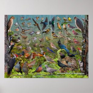 Poster Oiseaux de jardin de l'état de Washington