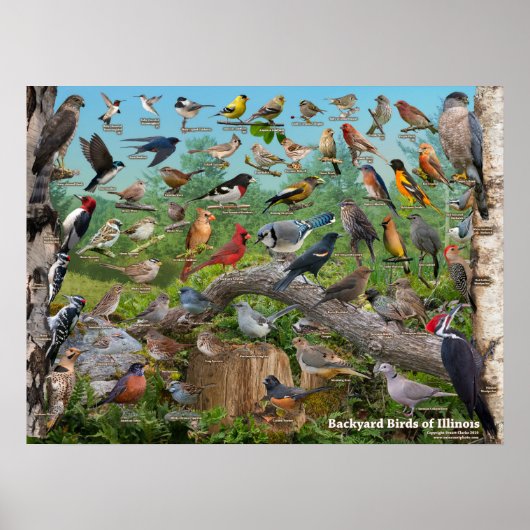 Poster Oiseaux de jardin de l'Illinois (Devant)