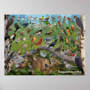 Poster Oiseaux de jardin de l'Ohio