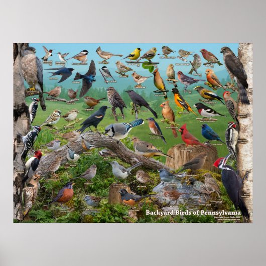 Poster Oiseaux de jardin de Pennsylvanie (Devant)