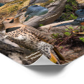 Poster Oiseaux de jardin du Kansas (Coin)