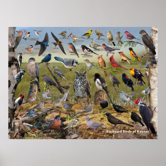 Poster Oiseaux de jardin du Kansas (Devant)