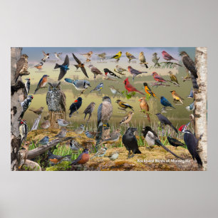 Poster Oiseaux de jardin du Minnesota