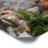 Poster Oiseaux de jardin du Missouri (Coin)