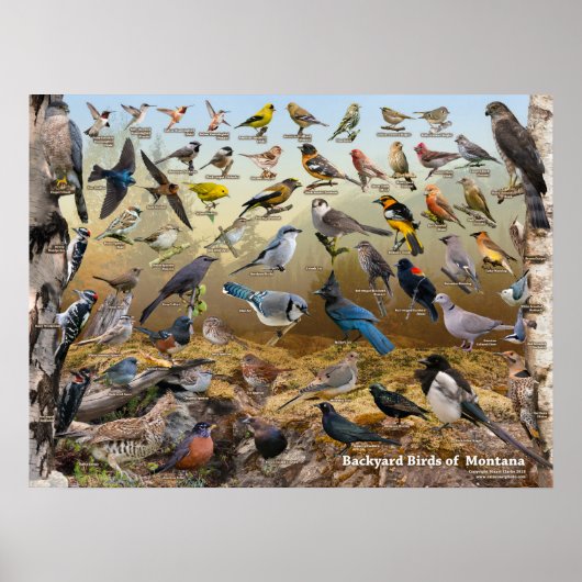 Poster Oiseaux de jardin du Montana (Devant)