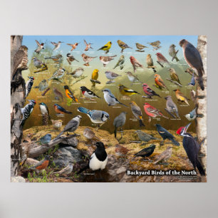 Poster Oiseaux de jardin du nord