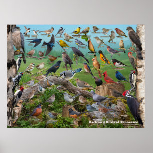 Poster Oiseaux de jardin du Tennessee
