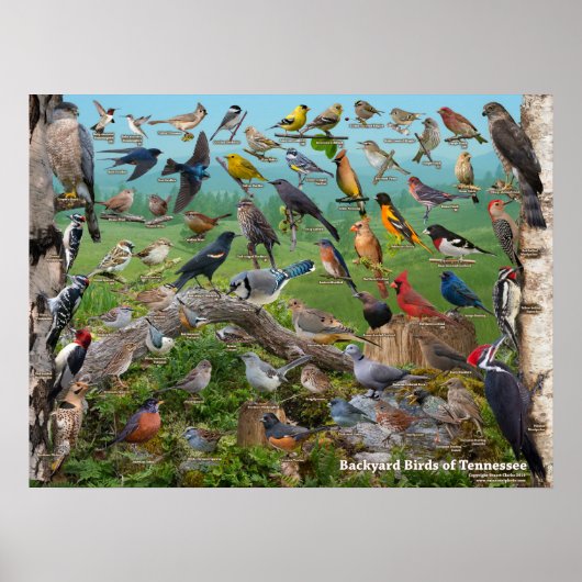 Poster Oiseaux de jardin du Tennessee (Devant)