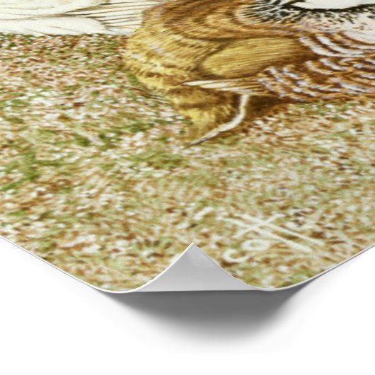 Poster Oiseaux de jeu (Coin)