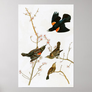 Poster Oiseaux de John Audubon de merle de marais de