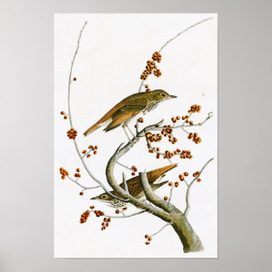 Poster Oiseaux de John James Audubon de grive d'ermite de