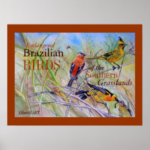 Poster Oiseaux de l'affiche brésilienne de beaux-arts de
