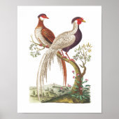 Poster Oiseaux de Linnaeus - faisans chinois (Devant)