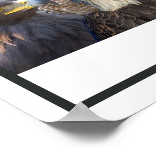 Poster Oiseaux de l'Ouest (Coin)