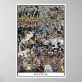 Poster Oiseaux de l'Ouest (Devant)