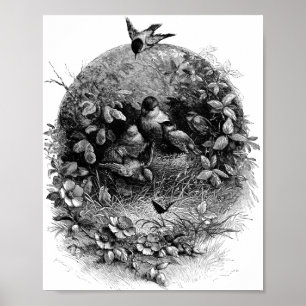 Poster Oiseaux de Mamma et de Bébé dans le nid Illustrati