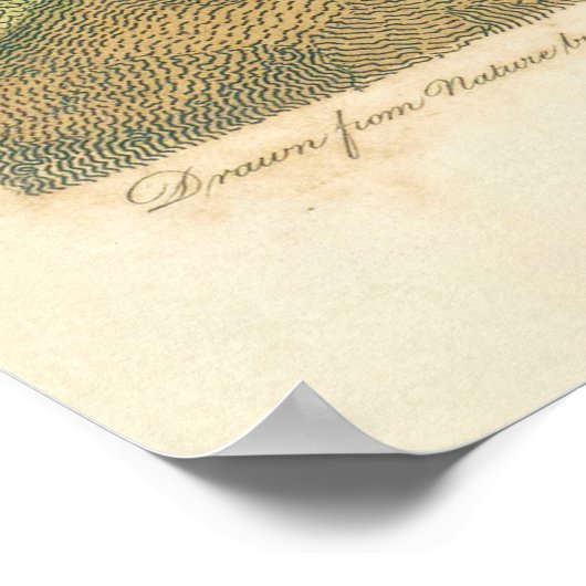 Poster Oiseaux de marais Courlis Oiseaux (Coin)