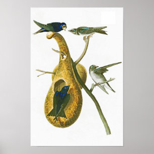 Poster Oiseaux de Martin pourpre John James Audubon de