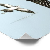 Poster Oiseaux de mer britanniques oiseaux royaux unis (Coin)