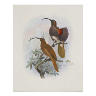 Poster Oiseaux de Paradis Montagnards Exotiques Illustrat