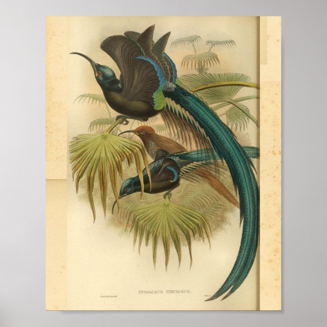 Poster Oiseaux de Paradise Bleu Vert Couleur Vintage Impr (Devant)