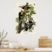 Poster Oiseaux de pic pilés d'Amérique (Cuisine)