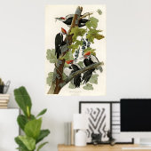 Poster Oiseaux de pic pilés d'Amérique (Bureau à domicile)