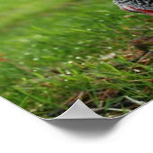 Poster "Oiseaux de plume" (Coin)