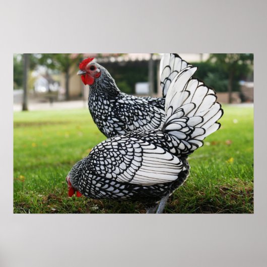 Poster "Oiseaux de plume" (Devant)