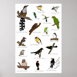 Poster Oiseaux de Porto Rico