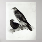 Poster Oiseaux de Prey (Devant)