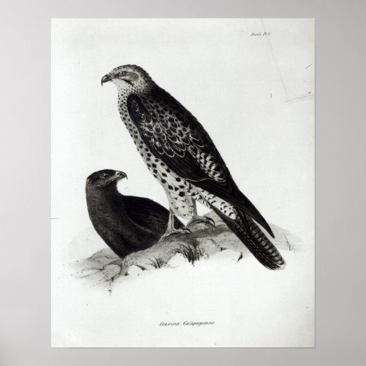 Poster Oiseaux de Prey (Devant)