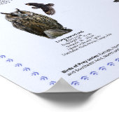 Poster Oiseaux de Prey - Amérique du Nord (Coin)