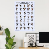 Poster Oiseaux de Prey - Amérique du Nord (Bureau à domicile)