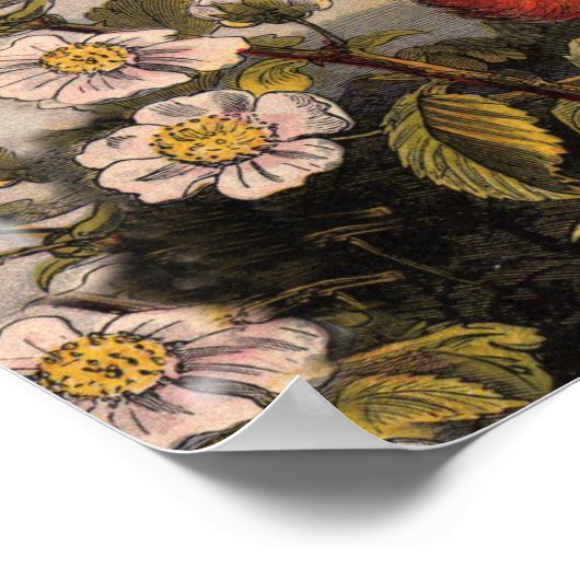 Poster Oiseaux de printemps Robin Oiseaux rouges (Coin)