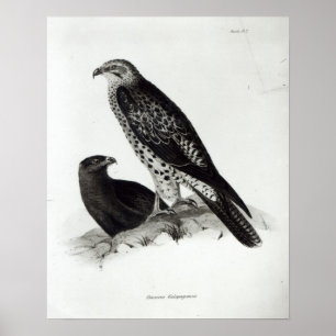 Poster Oiseaux de proie