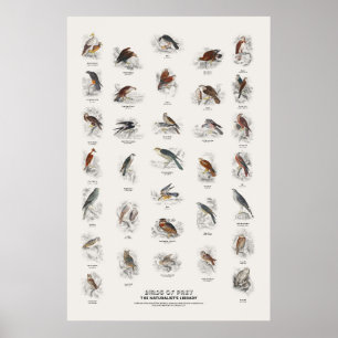 Poster Oiseaux de proie - Bibliothèque du naturaliste
