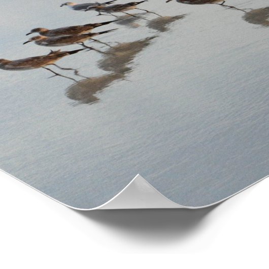 Poster Oiseaux de rivage (Coin)